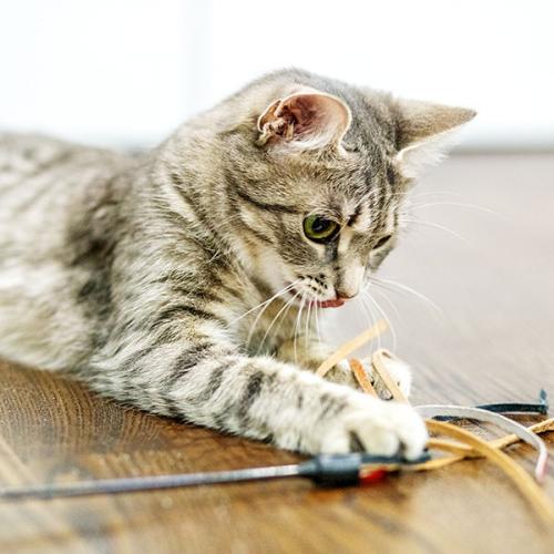 Cat Enrichment