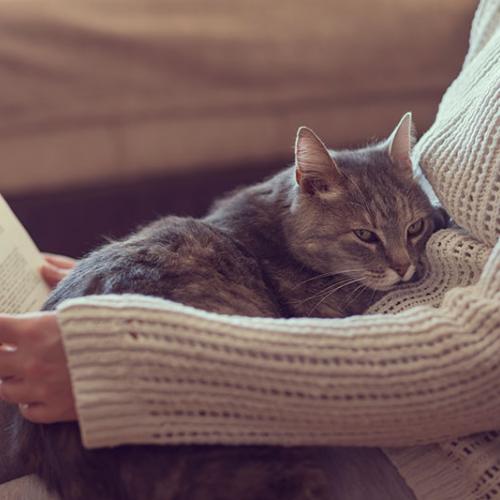 Relaxed Cat with Feline Herpes Virus Relaxed Cat with Feline Herpes Virus