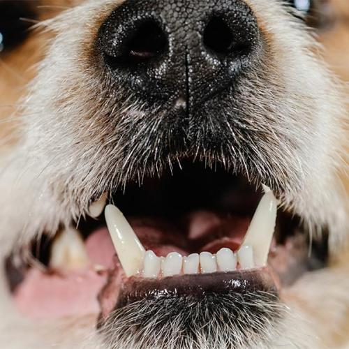 Tips to Keep Your Pet’s Teeth Healthy